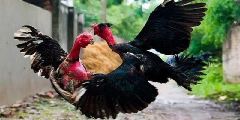 Đá gà ảo V9BET - Mãn nhãn trận chiến, đặt cược ăn liền 3 Xu hướng phát triển của ngành giải trí số